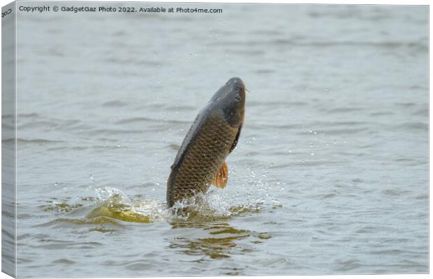Common Carp jumping out of a Lake Canvas Print by GadgetGaz Photo