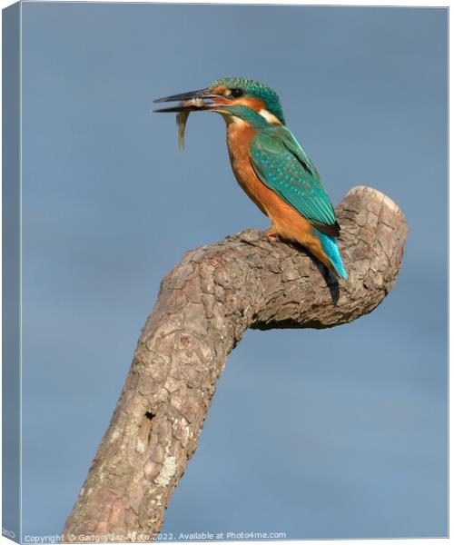 Kingfisher with a fish Canvas Print by GadgetGaz Photo