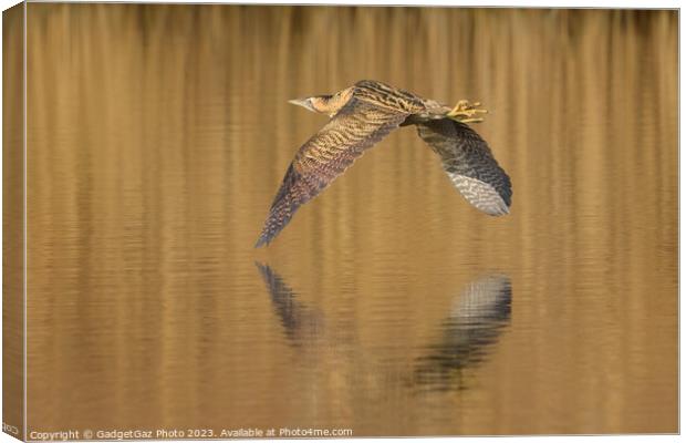 Bittern flying over the lake Canvas Print by GadgetGaz Photo