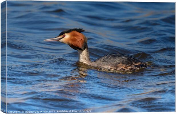 Great crested grebe Canvas Print by GadgetGaz Photo