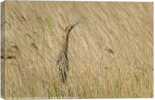 Bittern hidden within the reeds Canvas Print by GadgetGaz Photo
