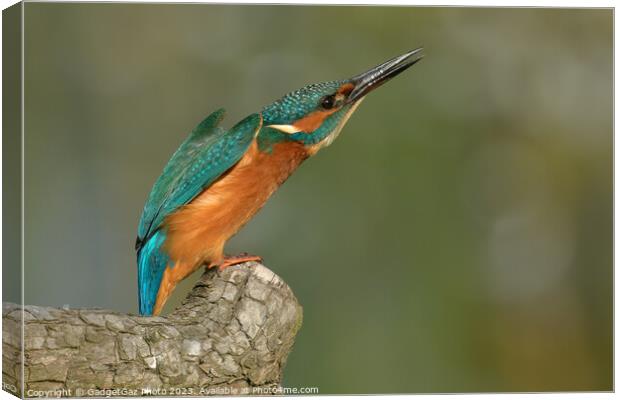 Kingfisher looking upwards Canvas Print by GadgetGaz Photo