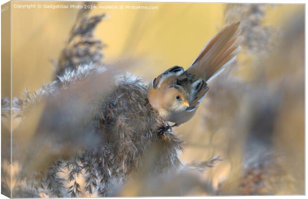A Bearded tit within the reeds Canvas Print by GadgetGaz Photo
