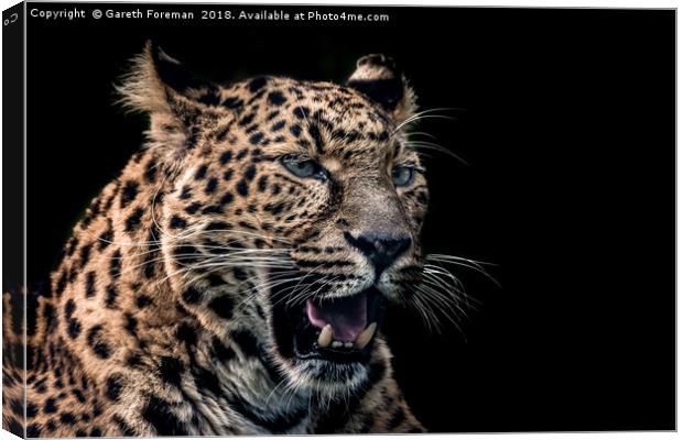 North Chinese Leopard Canvas Print by GadgetGaz Photo