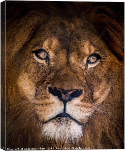Brutus the Lion Portrait Canvas Print by GadgetGaz Photo