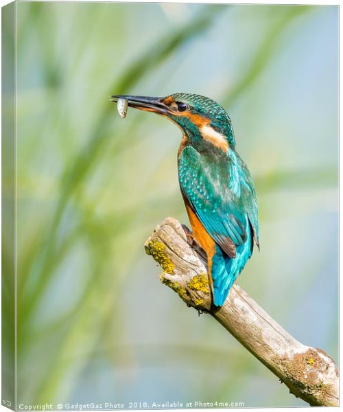 Female Kingfisher with her catch Canvas Print by GadgetGaz Photo