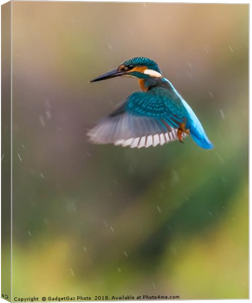 Kingfisher Hovering in the rain Canvas Print by GadgetGaz Photo
