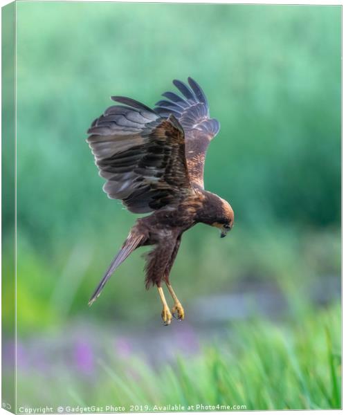 Marsh Harrier Juvenile dropping into the reedbed Canvas Print by GadgetGaz Photo