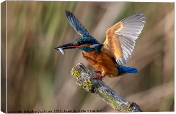 Kingfisher Landing with a fish. Canvas Print by GadgetGaz Photo