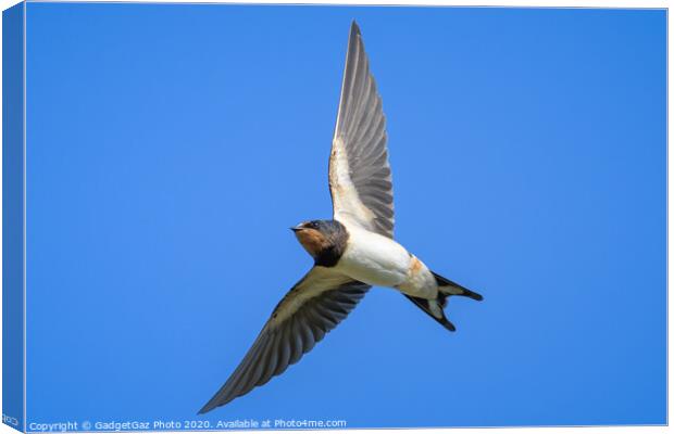 Swallow in flight Canvas Print by GadgetGaz Photo