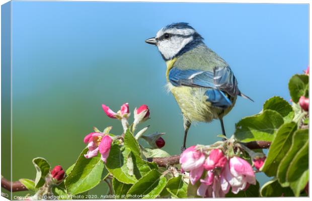 Blue tit on pink apple blossom Canvas Print by GadgetGaz Photo