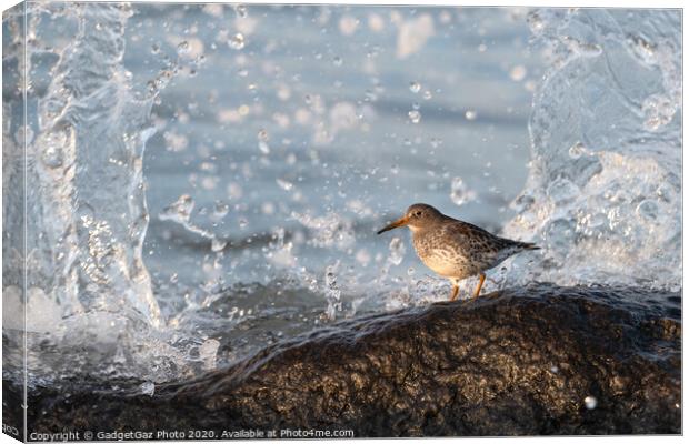 Purple sandpiper with crashing waves. Canvas Print by GadgetGaz Photo