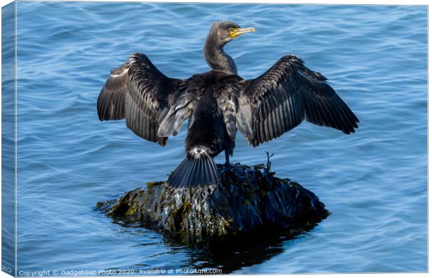 A Cormorant drying its wings Canvas Print by GadgetGaz Photo