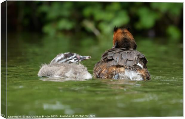A Great crested grebbe chick and adult Grebe Canvas Print by GadgetGaz Photo