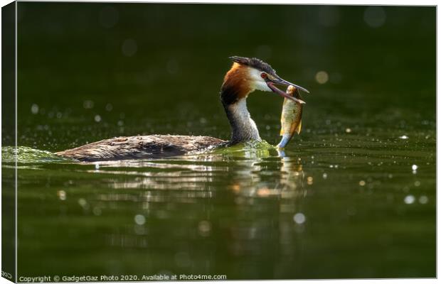 Great crested grebe with her fish. Canvas Print by GadgetGaz Photo