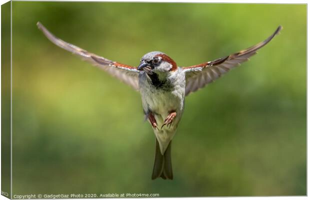 House sparrow hunting, wings spread. Canvas Print by GadgetGaz Photo
