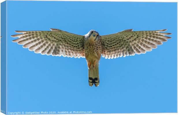 Kestrel looking down at you Canvas Print by GadgetGaz Photo