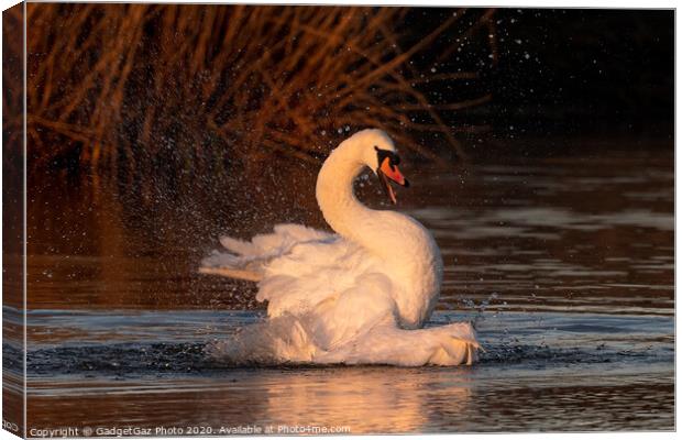 A mute Swan bathing at sunrise. Canvas Print by GadgetGaz Photo
