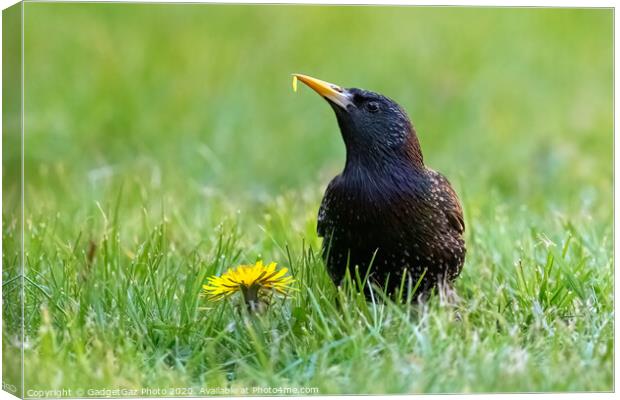 A starling eating a dandelion. Canvas Print by GadgetGaz Photo