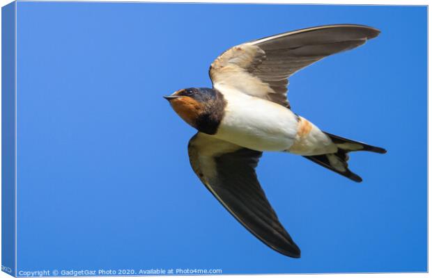 Swallow in flight Canvas Print by GadgetGaz Photo