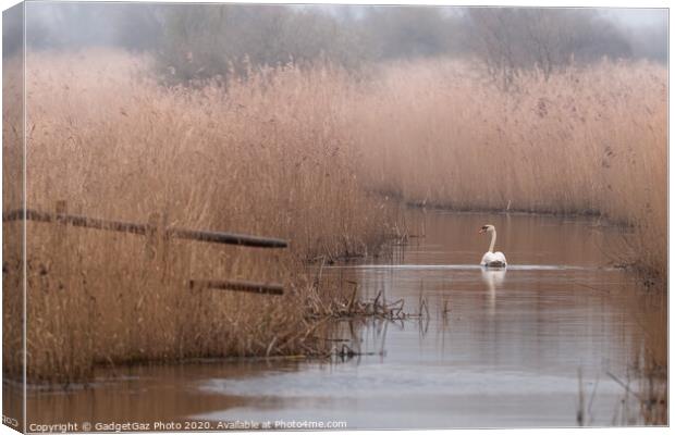 Swan at the marshes Canvas Print by GadgetGaz Photo