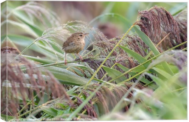 A little Wren in the dew filled reeds. Canvas Print by GadgetGaz Photo