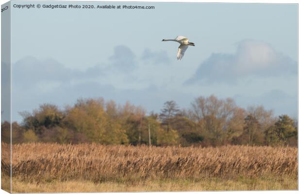 Swan over the Marshes Canvas Print by GadgetGaz Photo