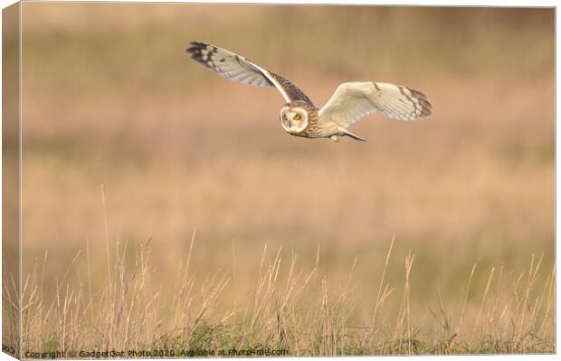 Short eared owl flying in the countryside Canvas Print by GadgetGaz Photo