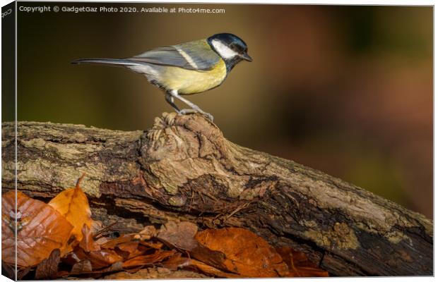 Great tit in the sunlit Autumn woods. Canvas Print by GadgetGaz Photo