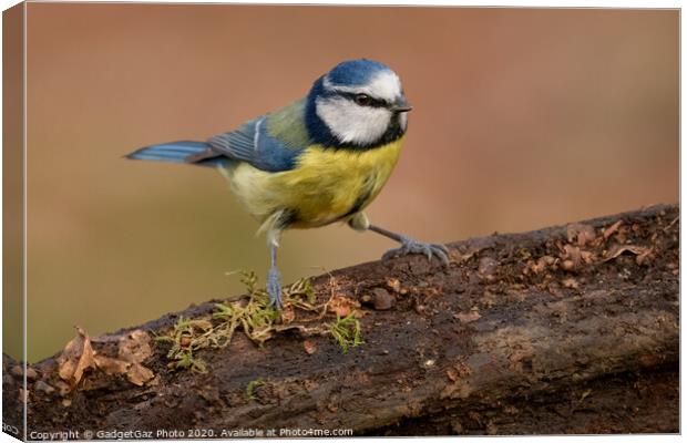 Blue tit in the woods Canvas Print by GadgetGaz Photo