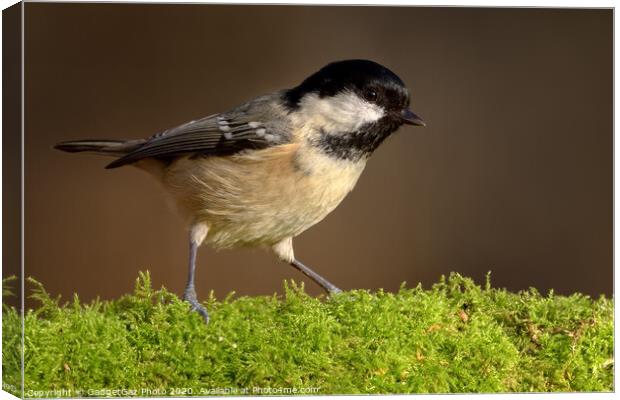 Coal tit in the woods Canvas Print by GadgetGaz Photo