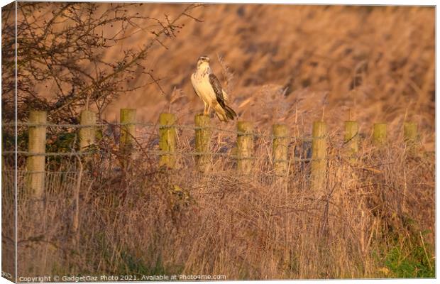 A Buzzard during sunset. Canvas Print by GadgetGaz Photo