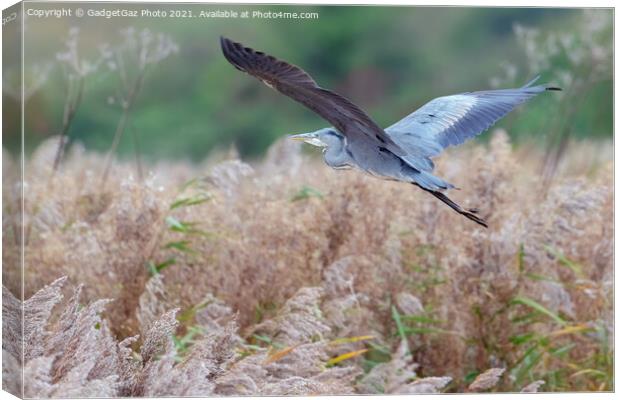 Heron flying in an Autumnal Kent Countryside Canvas Print by GadgetGaz Photo