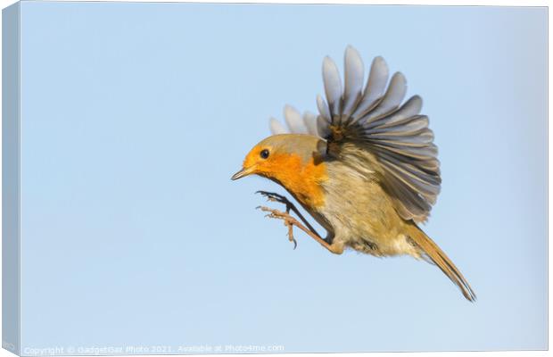 A Robin Redbreast hovering in the air Canvas Print by GadgetGaz Photo