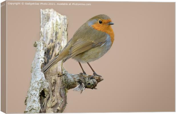 European robin Canvas Print by GadgetGaz Photo