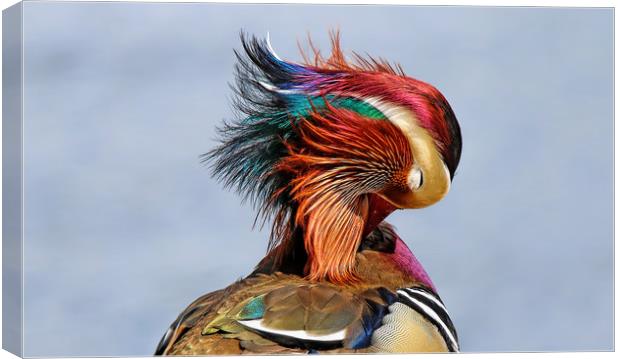 Mandarin Duck . Canvas Print by Ste Jones