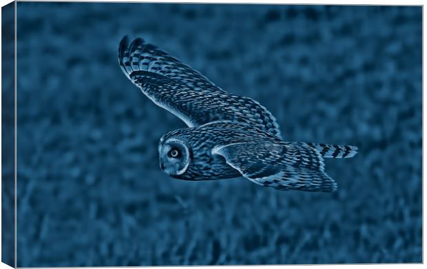 Short Eared Owl Canvas Print by Ste Jones
