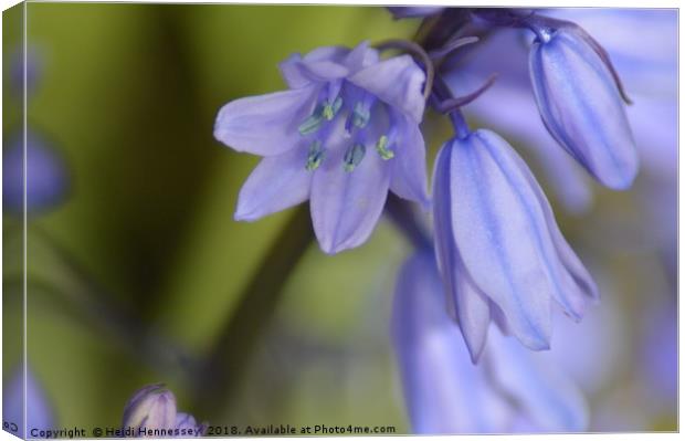 Enchanting Bluebell Bouquet Canvas Print by Heidi Hennessey