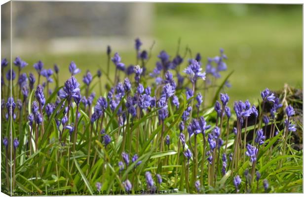 Enchanting Bluebell Symphony Canvas Print by Heidi Hennessey