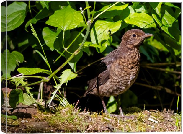 Majestic Close-Up of a Young Blackbird Canvas Print by Heidi Hennessey