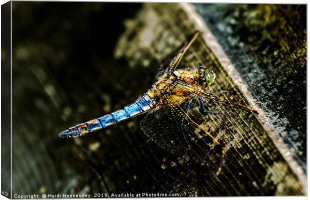 Majestic Dragonfly Takes a Breather Canvas Print by Heidi Hennessey
