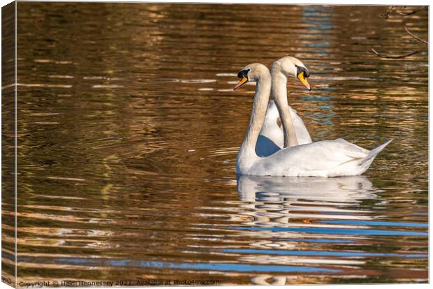 Majestic Swans at Sunset Canvas Print by Heidi Hennessey