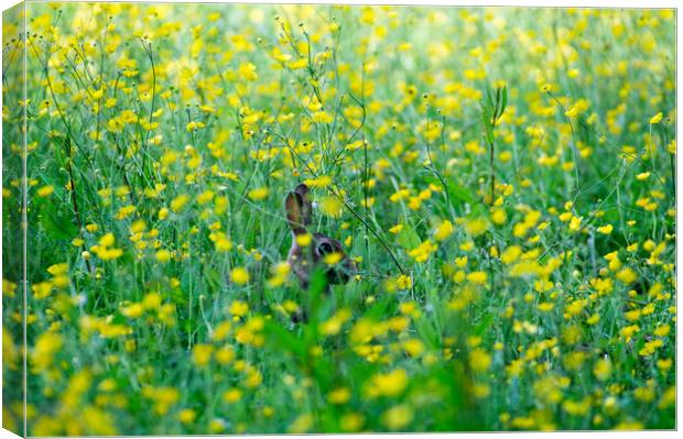 Buttercup Ears Canvas Print by Kevin Arscott
