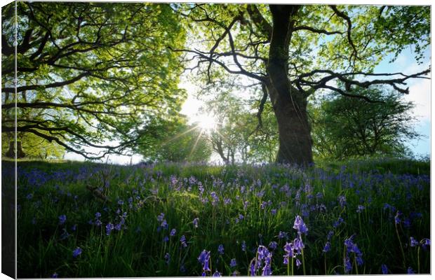 Late afternoon Bluebells Canvas Print by Kevin Arscott