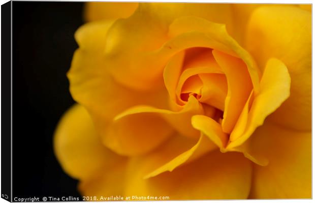 Yellow Rose Canvas Print by Tina Collins