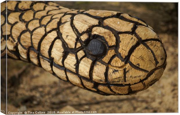 Wood Carving of a Snake  Canvas Print by Tina Collins