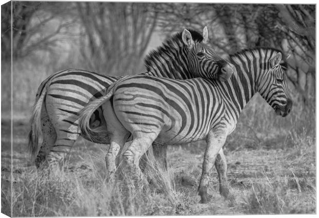 Zebra bonding in nature Canvas Print by Childa Santrucek