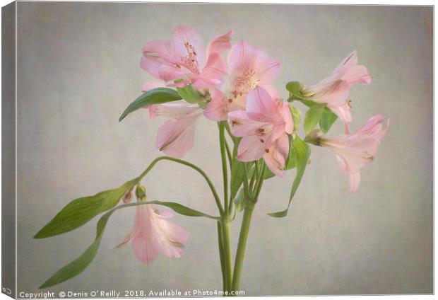 Peruvian Lily Canvas Print by Denis O’ Reilly