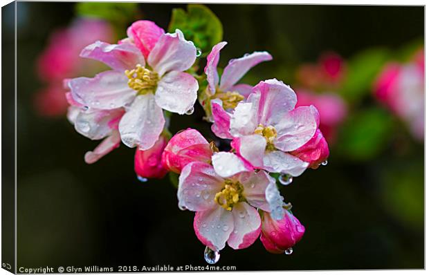 Apple blossom after a rain shower. Canvas Print by Glyn Williams