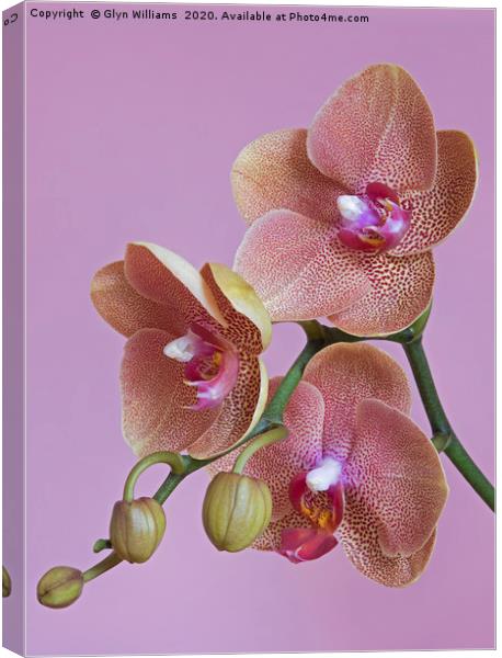 Salmon pink orchid flowers Canvas Print by Glyn Williams